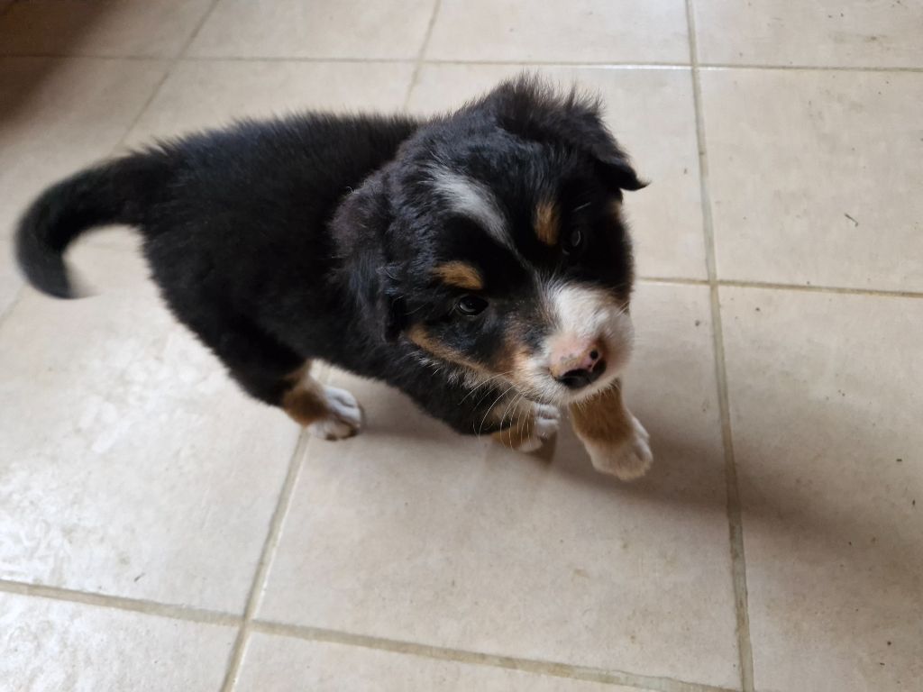 De La Rectouresse - Chiots disponibles - Berger Australien