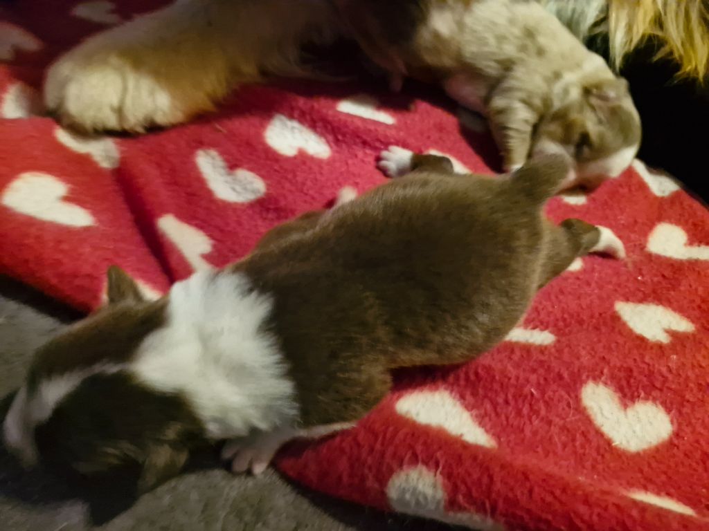 De La Rectouresse - Chiots disponibles - Berger Australien