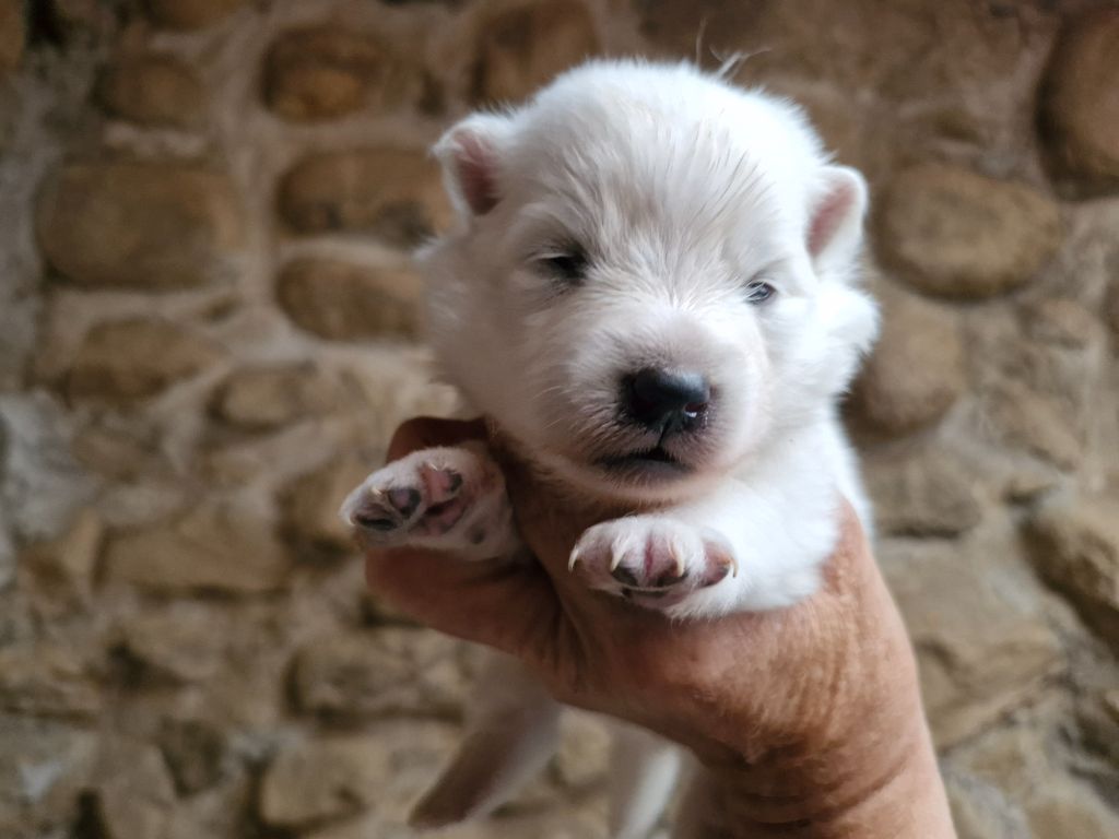 De La Rectouresse - Chiots disponibles - Spitz japonais