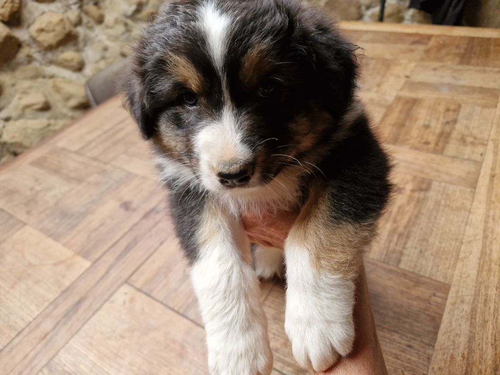 De La Rectouresse - Chiots disponibles - Berger Australien