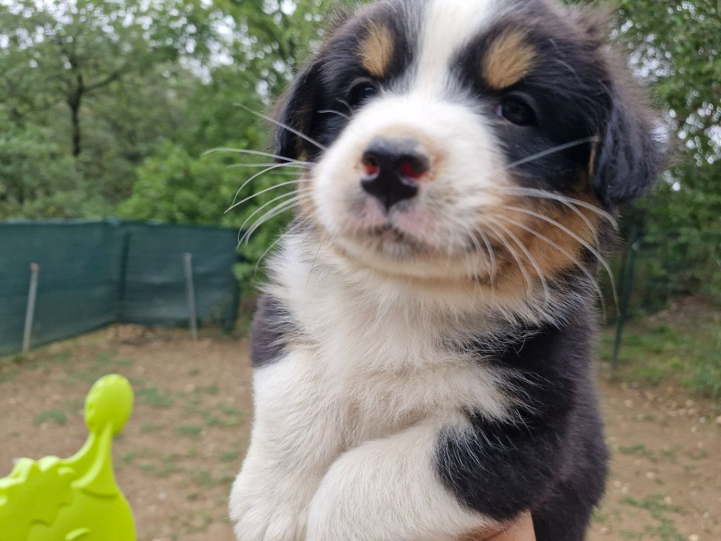 De La Rectouresse - Chiots disponibles - Berger Australien