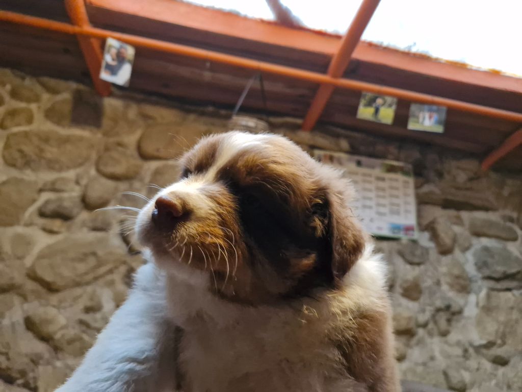 De La Rectouresse - Chiots disponibles - Berger Australien