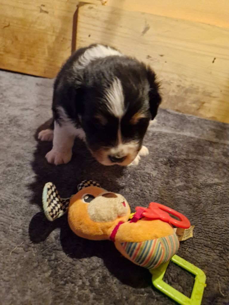 De La Rectouresse - Chiots disponibles - Berger Australien