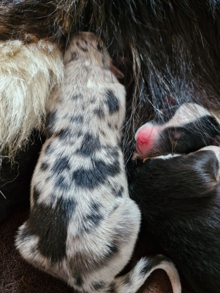 De La Rectouresse - Chiots disponibles - Berger Australien