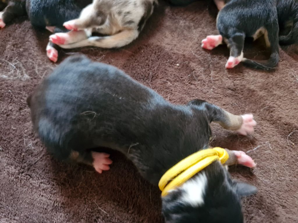 De La Rectouresse - Chiots disponibles - Berger Australien