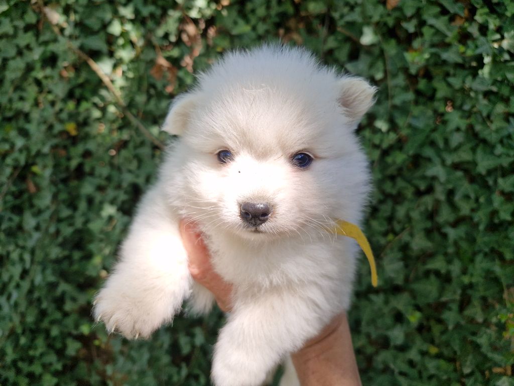 De La Rectouresse - Chiots disponibles - Spitz japonais